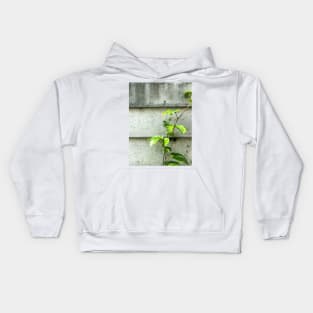 Vine of Betel plant growing up on the cement wall Kids Hoodie